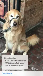 dog breed camera iphone screenshot 1