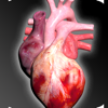 Circulatory System 3D Anatomy - Victor Gonzalez Galvan