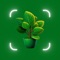 Plant identifier app can identify plants, house plants, flowers, trees and leaves by just taking a picture of your plant