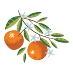 Sweet Citrus Acres App Contact
