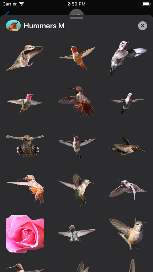 Hummingbirds - Medium (Retina) - 2.0 - (iOS)