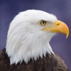 Eagle Bird Wild Life Sim Games icon