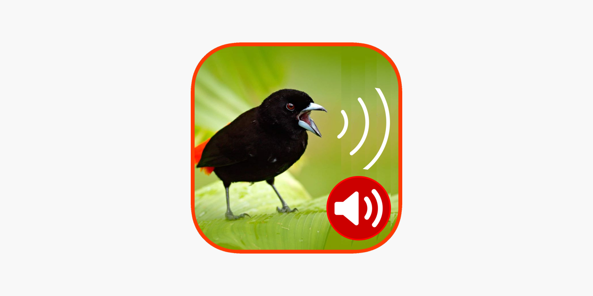 Birds Ringtones on the App Store