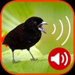 Download Birds Ringtones app