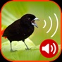 Birds Ringtones app download