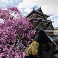 脱出ゲーム 安土桃山時代 春桜綺麗な小牧山城