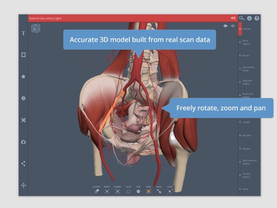 Primal's 3D Female Pelvis