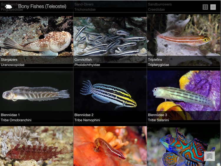 Reef Fishes of East Indies V2