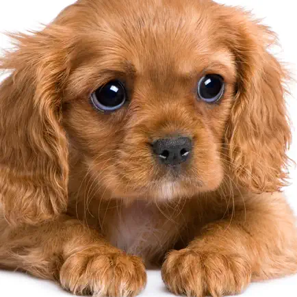 Puppies and Kittens Cheats