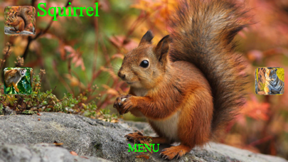Animal Touch Sounds Screenshot