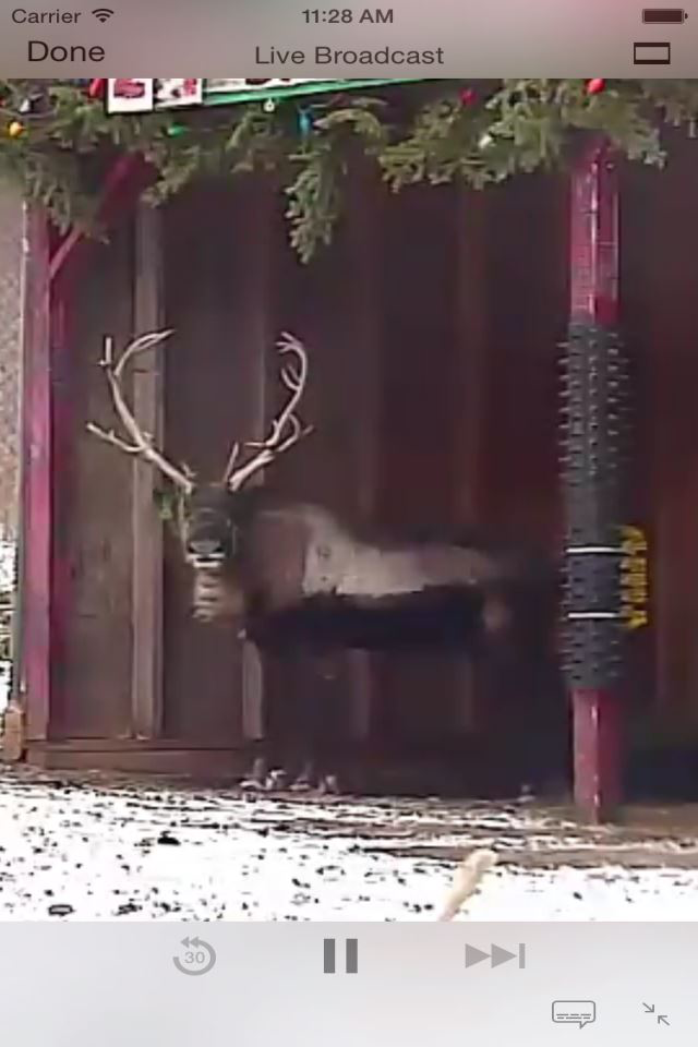 Reindeer Cam Live