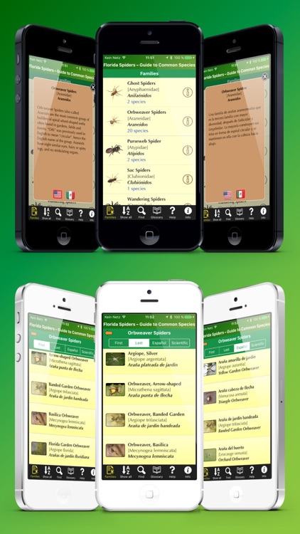 Florida Spiders screenshot-3