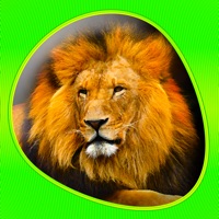 Animals 360 logo