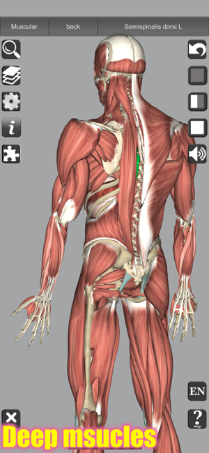 Captură de ecran de anatomie 3D