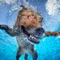 Dog swimming race is the first and amazing swimming simulator game on the Store