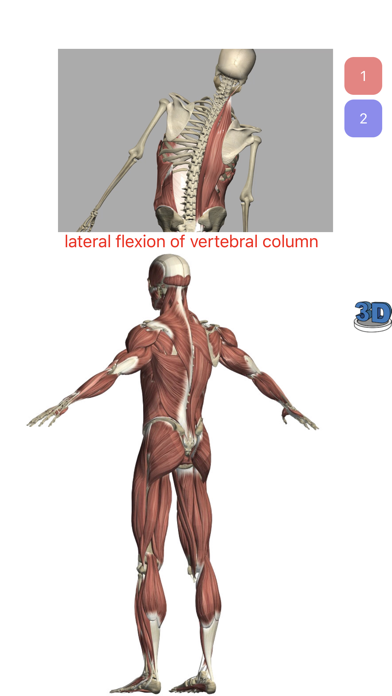 Screenshot #3 pour Visual Anatomy Lite
