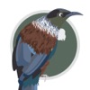 Twitcher: NZ Bird Watching App icon