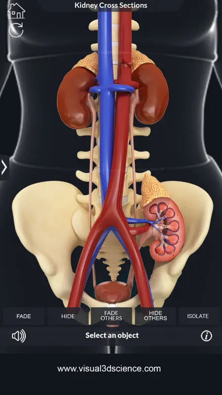 My Kidney Anatomy screenshot 7 of 8
