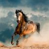 Horse Wallpapers & Backgrounds - Ivka Veljkovic