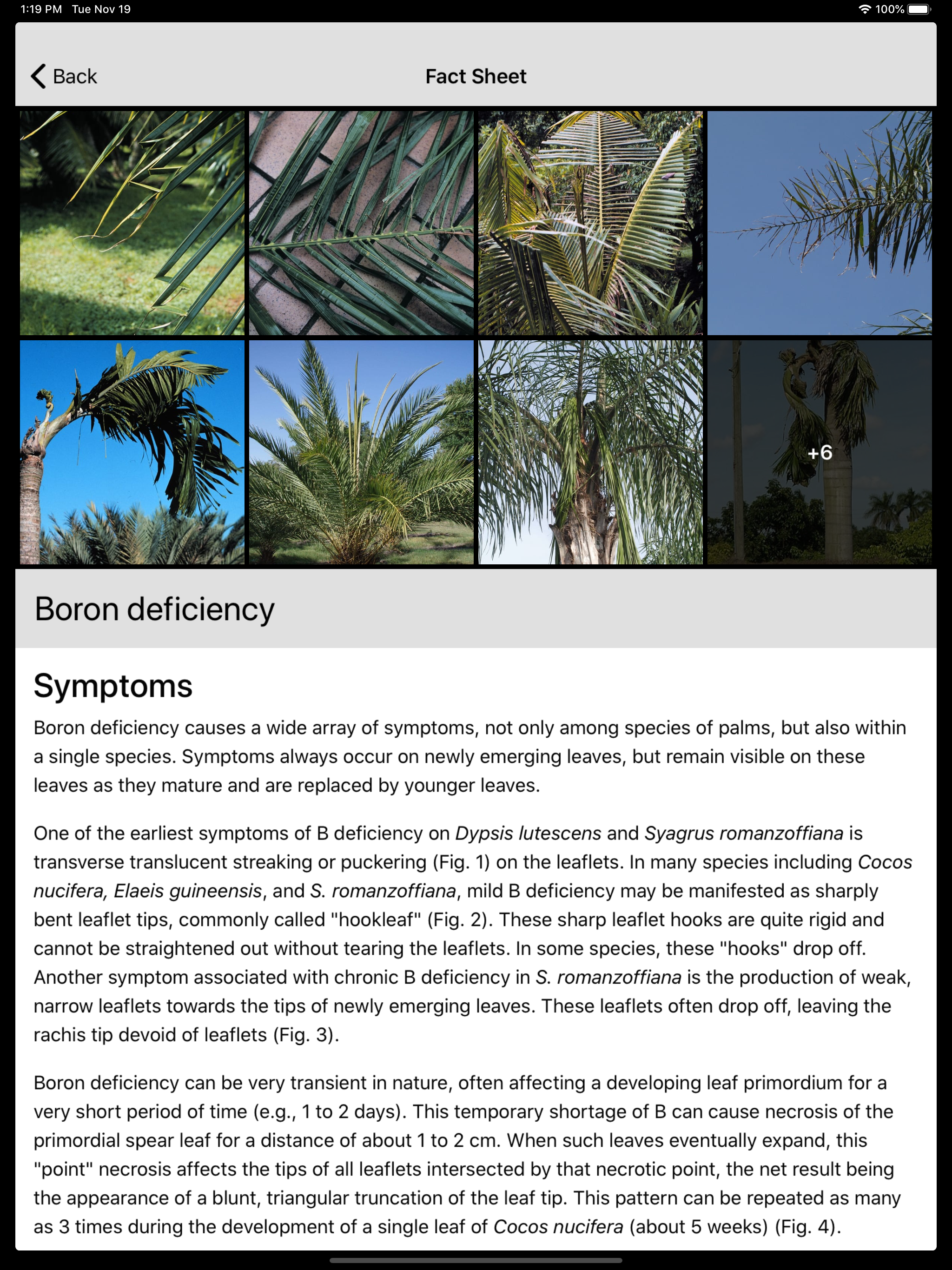 Palm Symptoms Key screenshot 8