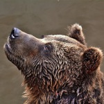 Animal sounds, Guess the verse