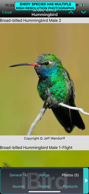 راهنمای نهایی iBird برای عکس صفحه پرندگان