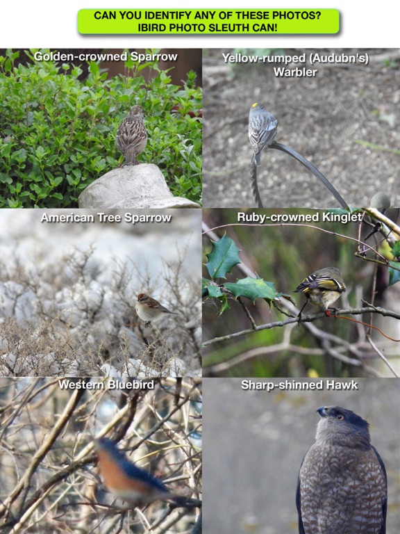 Screenshot #5 pour iBird Photo Sleuth