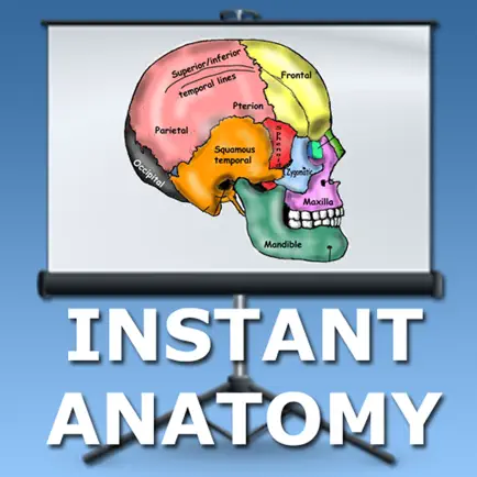 Anatomy Lectures Head and Neck Читы