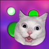 Fidget Buttons & Cats Meows icon