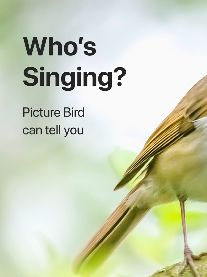 Picture Bird Birds Identifier