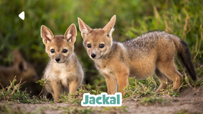 Kidify: Animal Sounds for Kids Screenshot