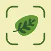 Leaf Identification App Feedback
