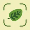 Leaf Identification App Positive Reviews