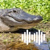 Hunting Calls: Alligator