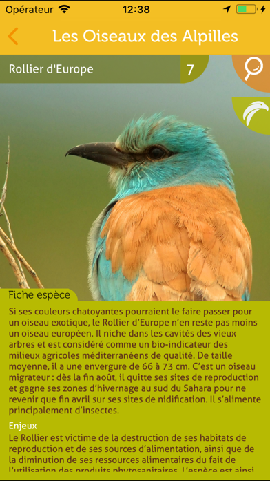 Les oiseaux des Alpilles Screenshot