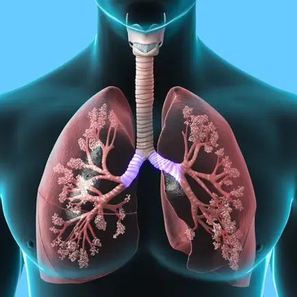 Respiratory System Trivia Читы