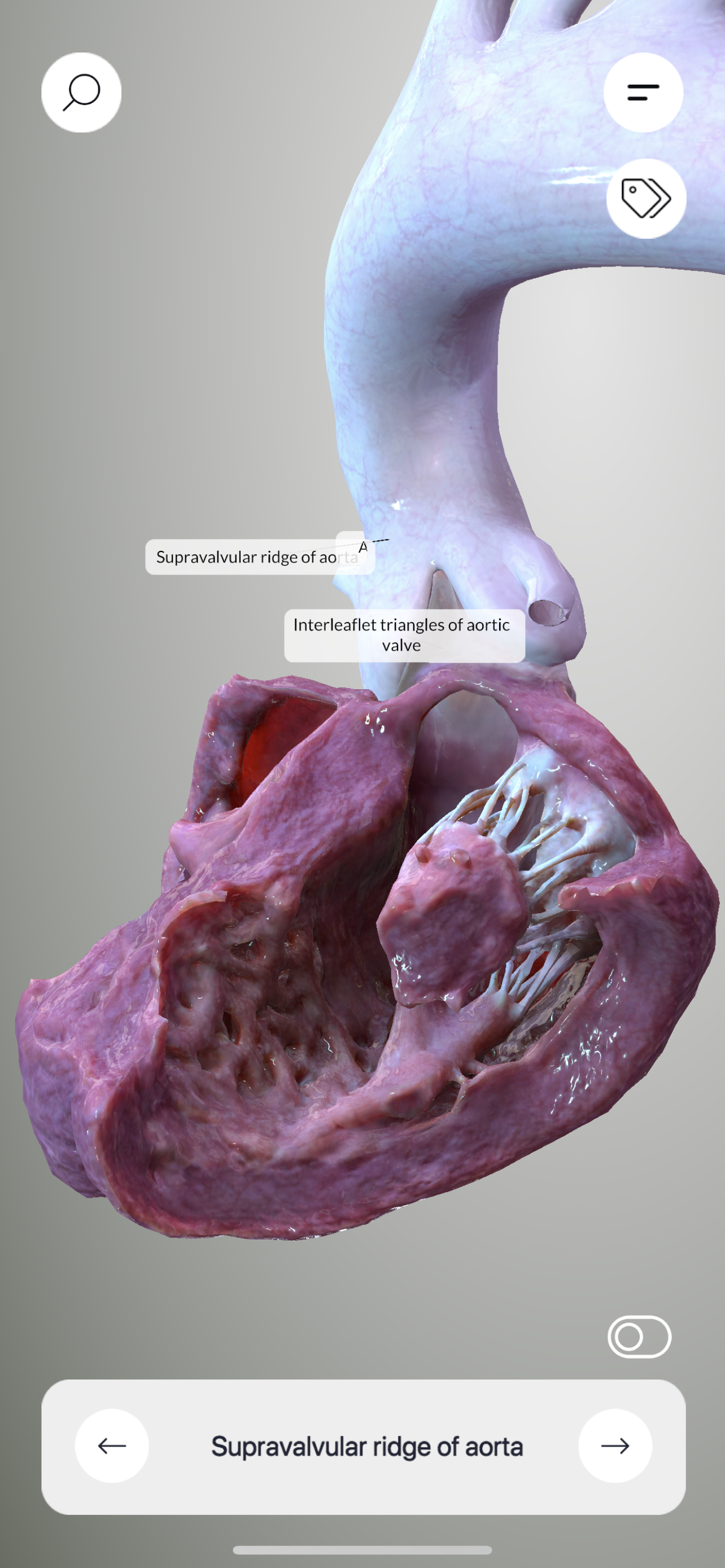 3D Heart Anatomy