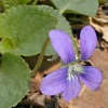 Illinois Wildflowers icon