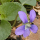 Illinois Wildflowers