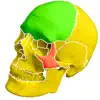 Skull Bones Easy Anatomy delete, cancel