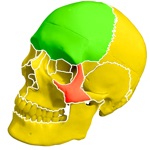 Download Skull Bones Easy Anatomy app