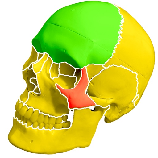 Skull Bones Easy Anatomy