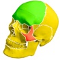 Skull Bones Easy Anatomy app download