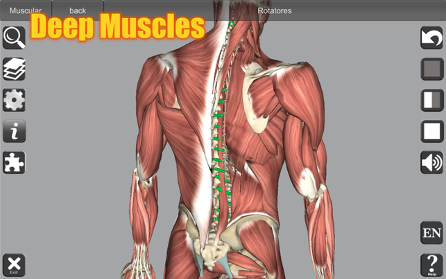 Captură de ecran de anatomie 3D