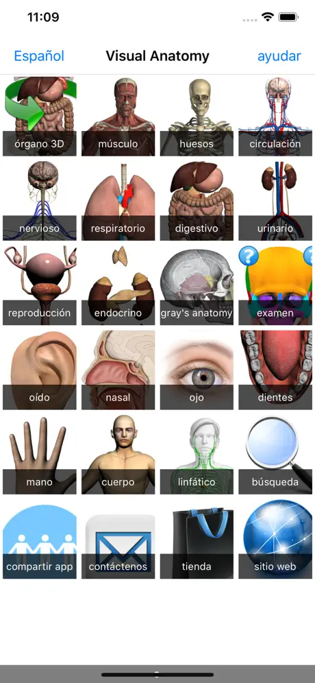 Visual Anatomy