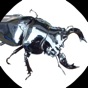 Beetle stag clash app download