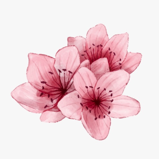 Sakura Flower icon