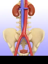 urinary system ipad resimleri 3