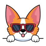 Download Shy cute corgi app