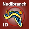 Nudibranch ID IndianOcn RedSea icon